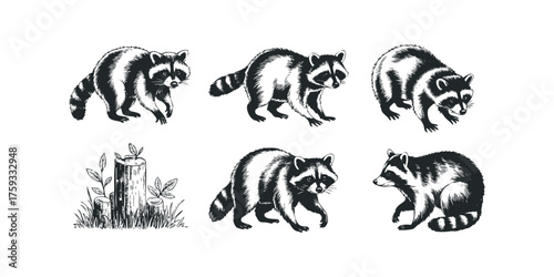 Group of Raccoons and Tree Stump Illustration