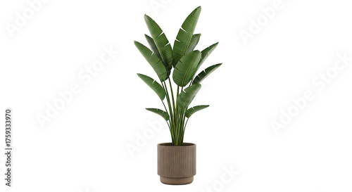 Tropical Strelitzia Plant In Modern Pot On Black Background