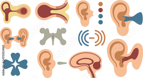 Ear Anatomy and Hearing Process Depicted in Illustrations, CrossSections and Signals