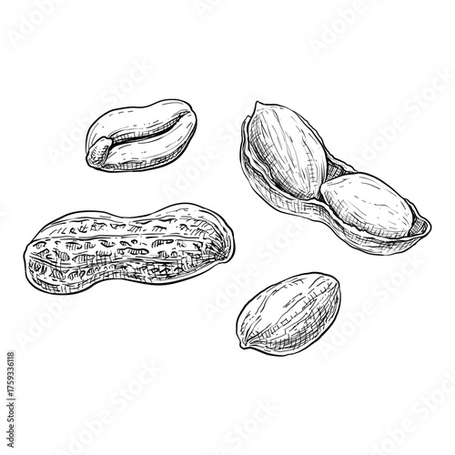 peanut vector line art hand drawn illustration