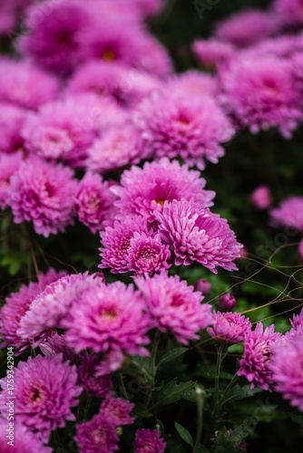 Cuadro en lienzo pink chrysanthemum flowers