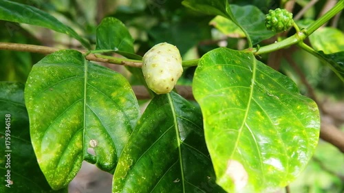 Fresh Great morinda or Tahitian noni or Indian mulberry plant in natural sunlight