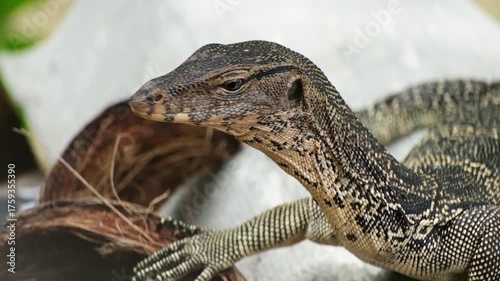 Monitor lizard happy and freedom in wild forest in Thailand. Reptile animal