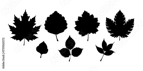 Black autumn leaves or foliage silhouettes isolated on white background. Big set of vector fall tree leaf shapes with maple, oak, birch and other nordic leave.vector icons