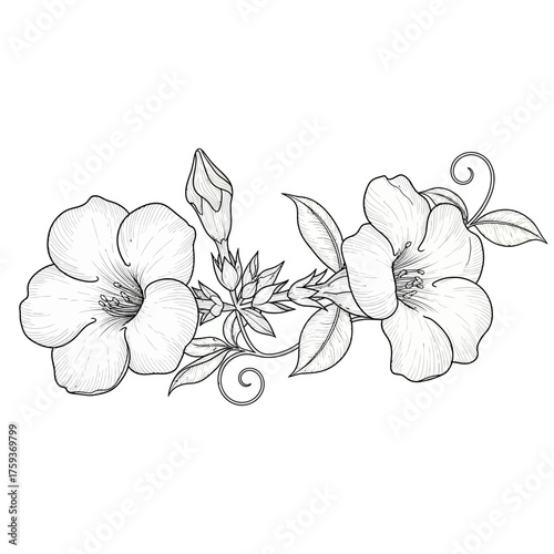 black and white silhouette vector icon of alamanda flower on white background