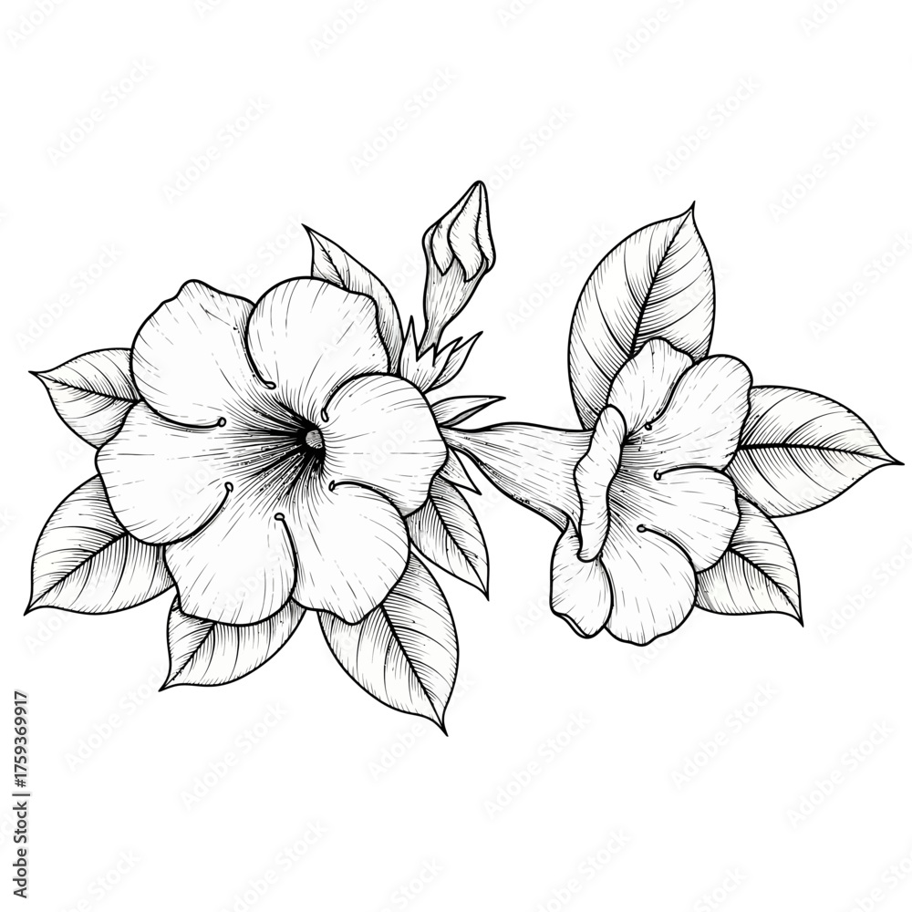 Fototapeta premium black and white silhouette vector icon of alamanda flower on white background