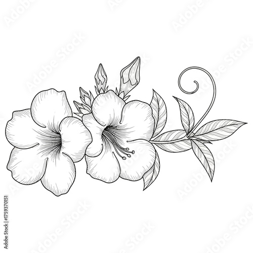 black and white silhouette vector icon of alamanda flower on white background