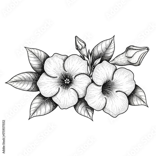 black and white silhouette vector icon of alamanda flower on white background