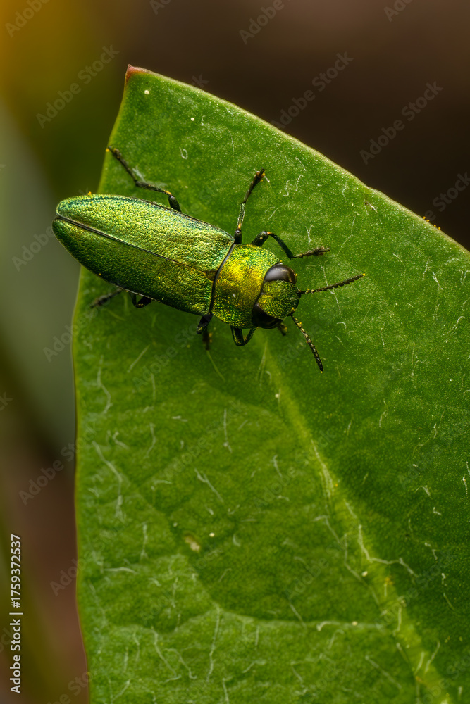 Naklejka premium jewel beetle - Anthaxia nitidula, beautiful green metallic beetle from European meadows and grasslands, Zlin, Czech Republic.