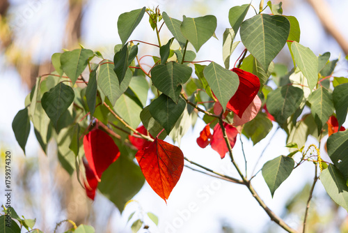 Red and green leaves in nature