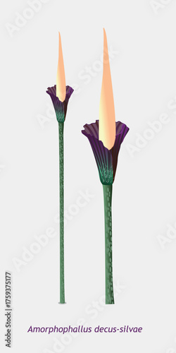 Vivid botanical illustration of exotic titan arum flowers, detailed graphic plant artwork perfect for nature designs