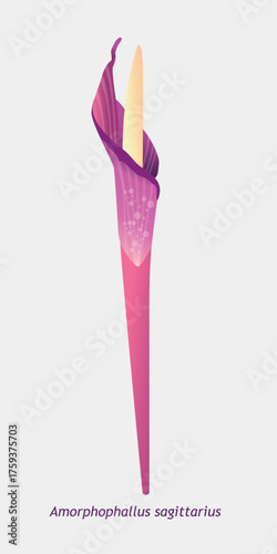 Vibrant Amorphophallus Sagittarius Tropical Plant Blossom Illustration, Exotic Botanical Specimen Vector Graphic Design