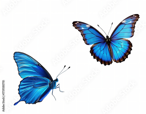 vivid blue butterflies, blue mountain butterfly