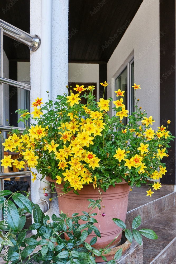 Fototapeta premium Vibrant yellow Bidens flowers blooming profusely in large terracotta pot on porch.