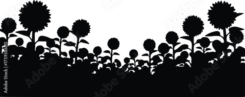 Vector Sunflower field silhouette illustration