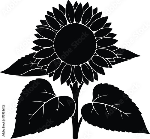 Vector Sunflower black bloom with leaves botanical shape silhouette illustration