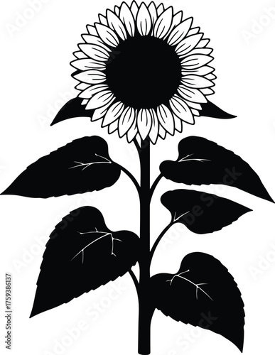 Vector Sunflower plant with leaves black and white silhouette illustration