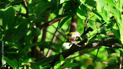 Beautiful Garden sun bird find food to feed their chicks in a nest made from avocado tree leaves in tropical forest and garden