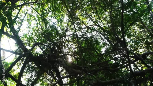 Beautiful sun ray shining in greenery of natural forest 

