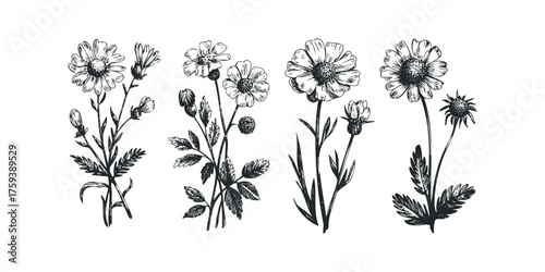 Botanical sketch of assorted wildflowers and leaves
