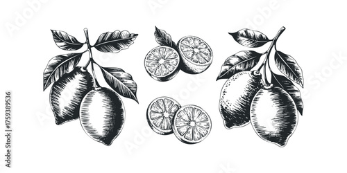 Black and white sketch of lemons on branches and slices