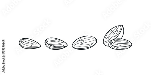 Simple outline drawing of five almonds
