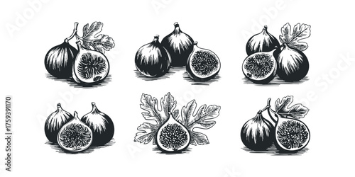 Six woodcut style illustrations of fresh figs