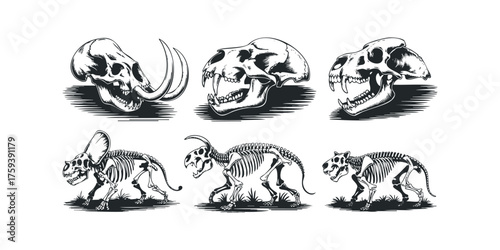 Prehistoric animal skeletons and skulls depicted in black and white