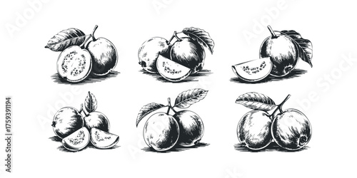 Sketch of Guavas with Leaves and Slices