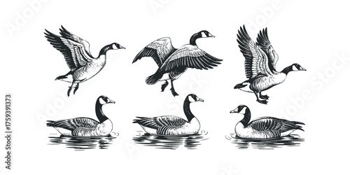 Set of Canada Geese in Flight and on Water