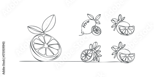 Single line drawing of citrus slices and leaves