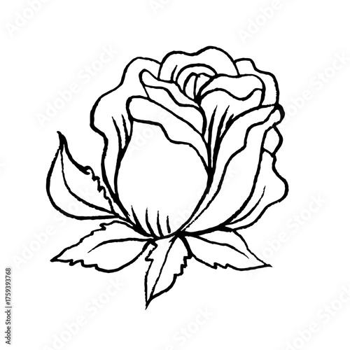 Hand drawn flower drawing. Doodle sketch vector illustration.