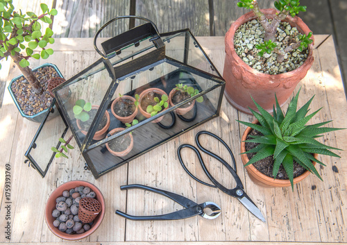 seedling of succulent plants in little greenhouse on wooden table with potted...
