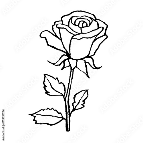 Hand drawn rose drawing. Doodle sketch vector illustration.