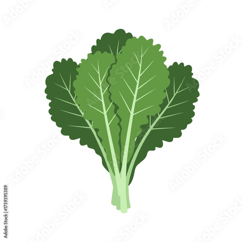 Flat design of a bunch of fresh kale isolated on a transparent background