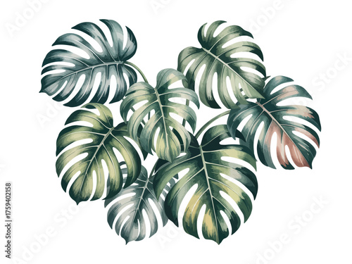 Watercolor painting of a cluster of monstera deliciosa leaves