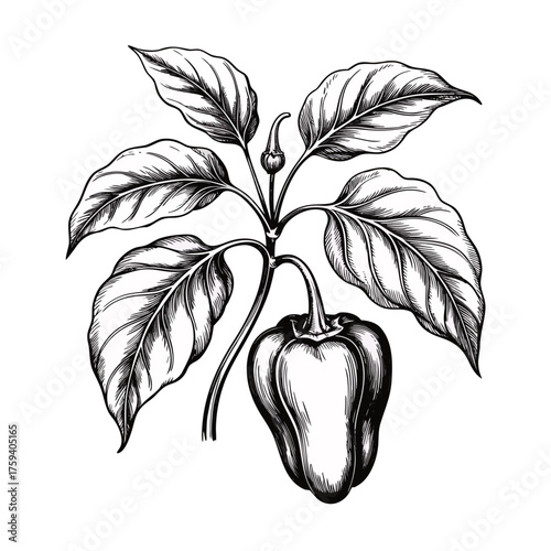 vintage black and whitite drawing of parts of
habanero paprika plant, botanic style, precise with real habanero shapes of plant