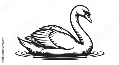 Elegant swan illustration black and white vector drawing isolated on white background