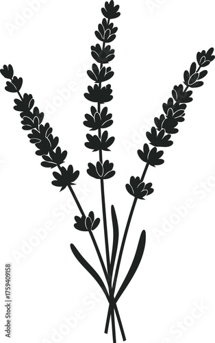 Elegant lavender sprigs display a beautiful floral arrangement silhouette