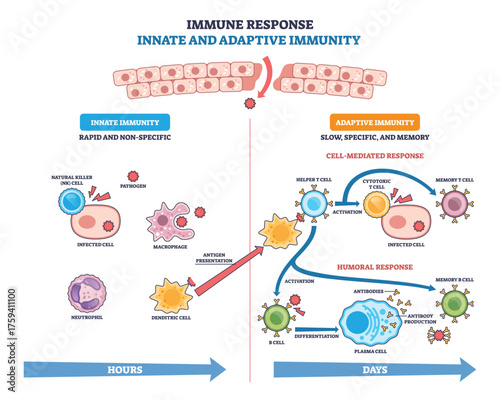 Innate and adaptive immune response visual showing pathogen defense pathways, key elements, macrophage, T cell activation, antibody production. Outline diagram