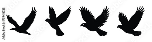 Dynamic sequence of a black bird in flight capturing motion and graceful wing movement