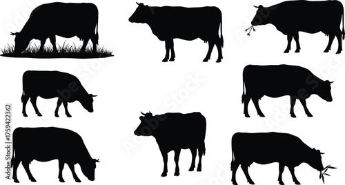 Cow silhouette vector, grazing and walking poses, black farm animal icon, livestock feeding motion, cad drawing flat vector illustration