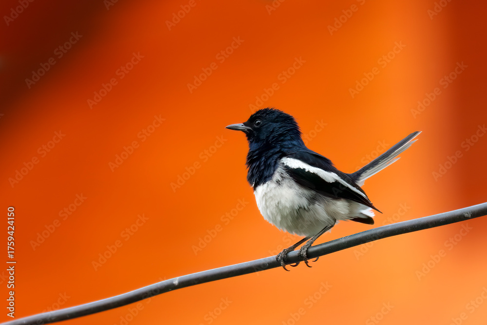 Fototapeta premium Oriental Magpie-Robin, Thailand