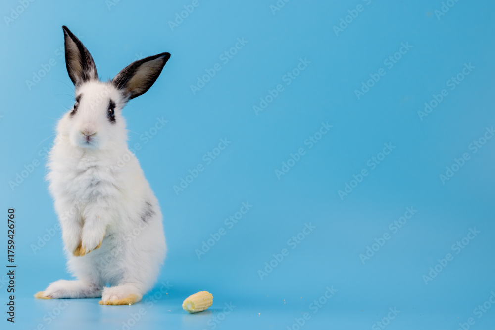Fototapeta premium White healthy lovely bunny easter rabbit stands up on two legs, cleaning face, ears, body, sniffing, looking around, on blue screen background. Cute fluffy rabbit, Lovely Animal concept.