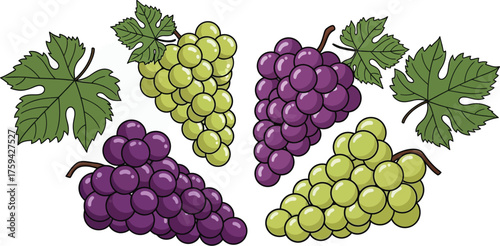 Vector art of bunches of green and purple grapes with leaves