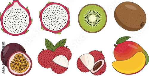 Vector art of collection of exotic fruits including dragon fruit, kiwi, passion fruit, lychee, and mango
