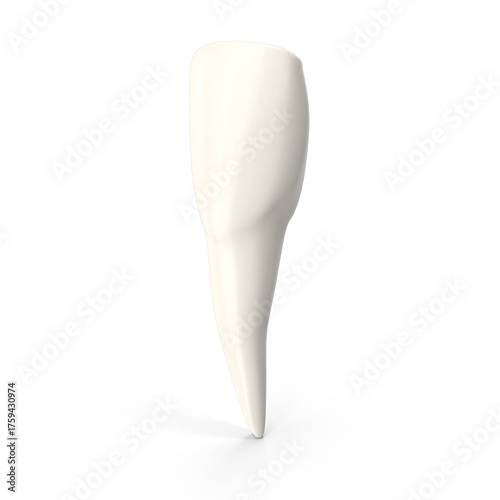 upper central incisor tooth. 3D illustration of the anatomy of the maxillary central incisor tooth, isolated PNG