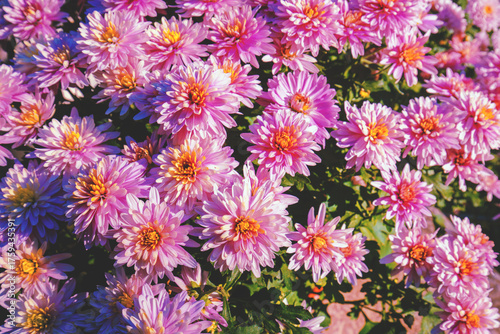 Nature flower background. Flowering pink chrysanthemum in the garden in summer