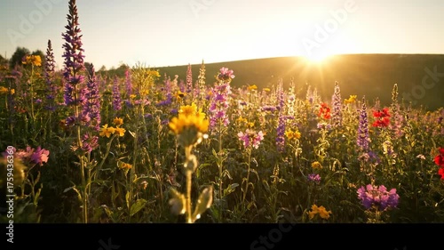 Slow motion gliding shot over a vibrant meadow of wildflowers gently swaying in the soft dawn breeze meadow, breeze, sunrise