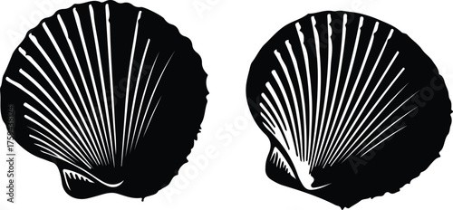 Vector Black and white seashell marine life silhouette illustration